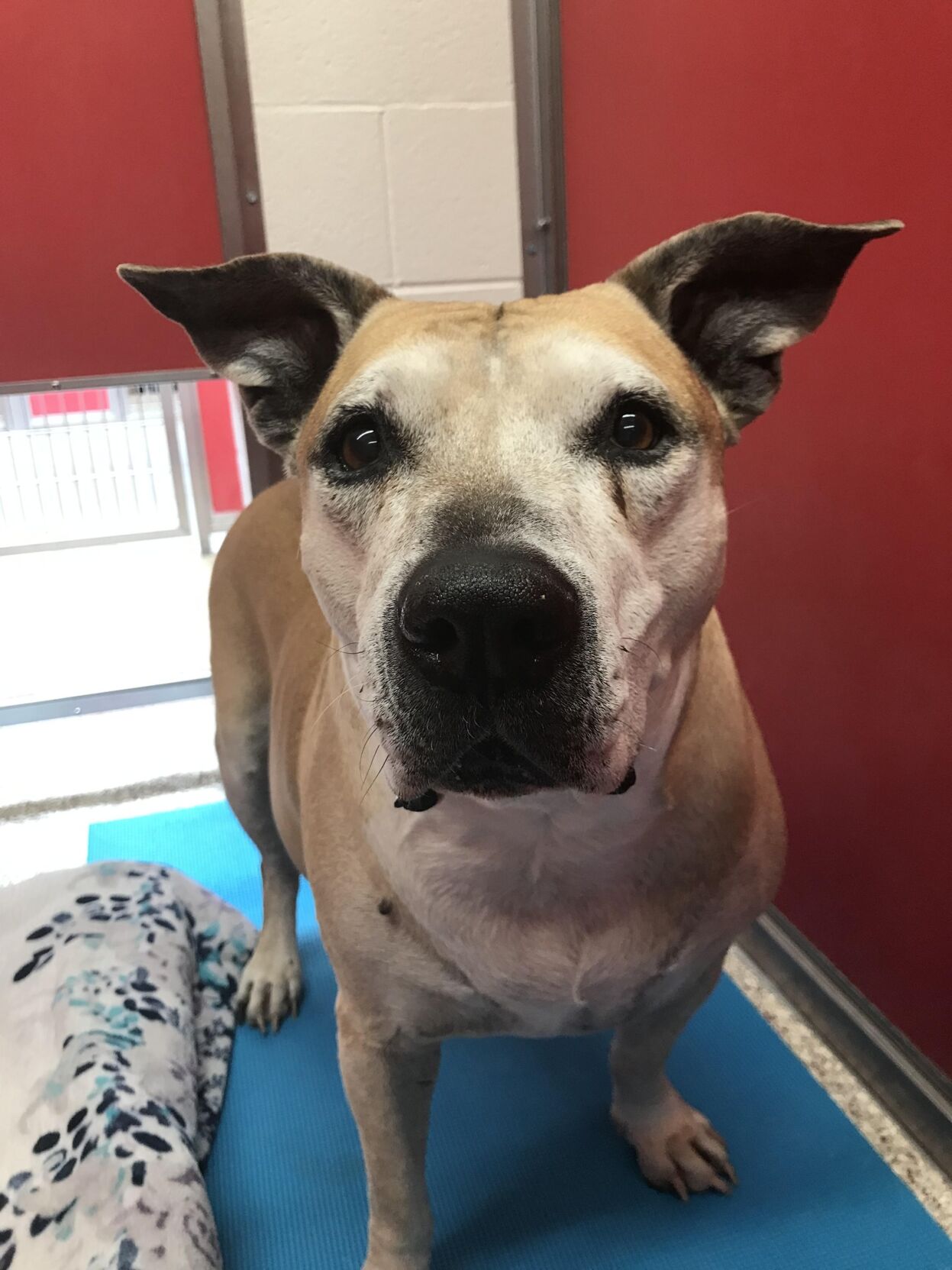 Marmaduke